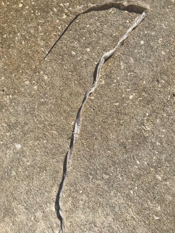 The Villages snake skin